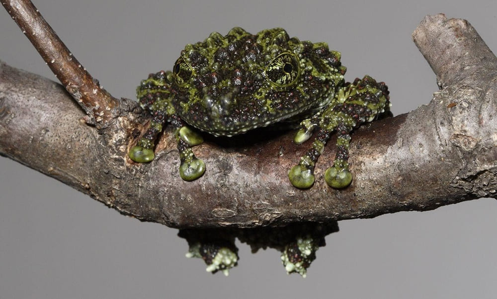 A Vietnamese Mossy Frog blends seamlessly into the forest floor with its moss-like skin